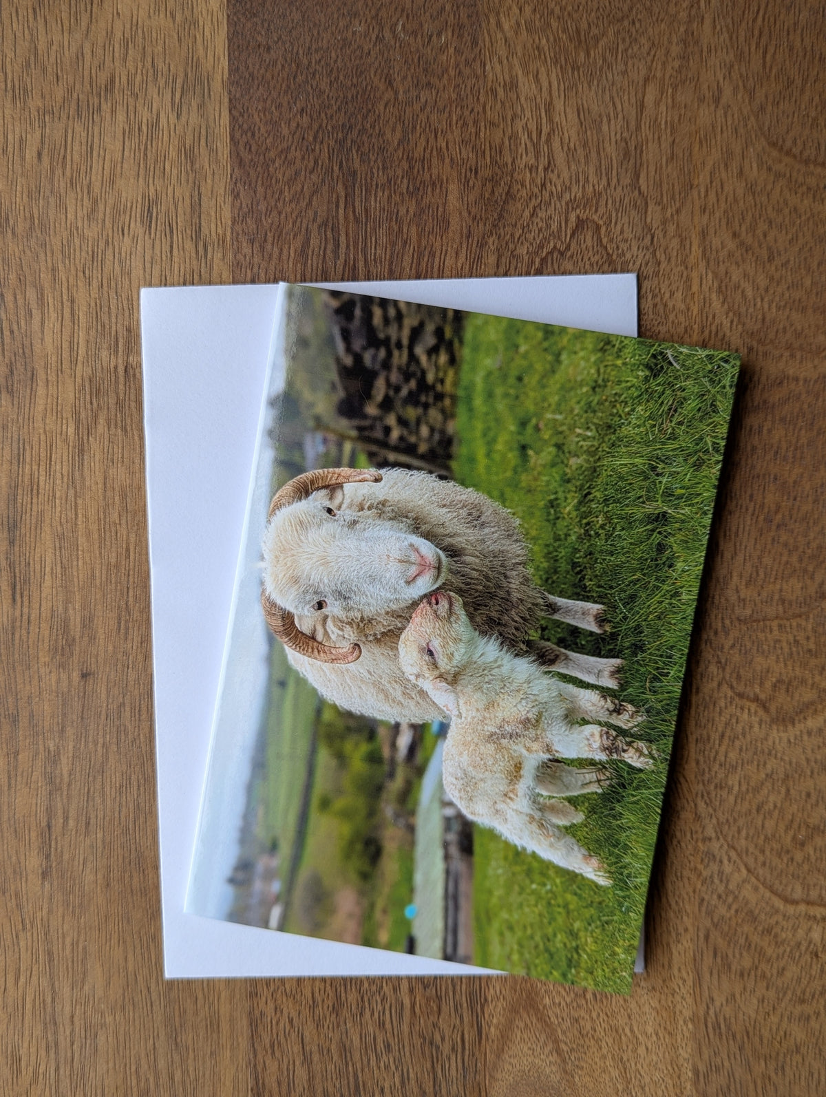 Printed Sheep Card