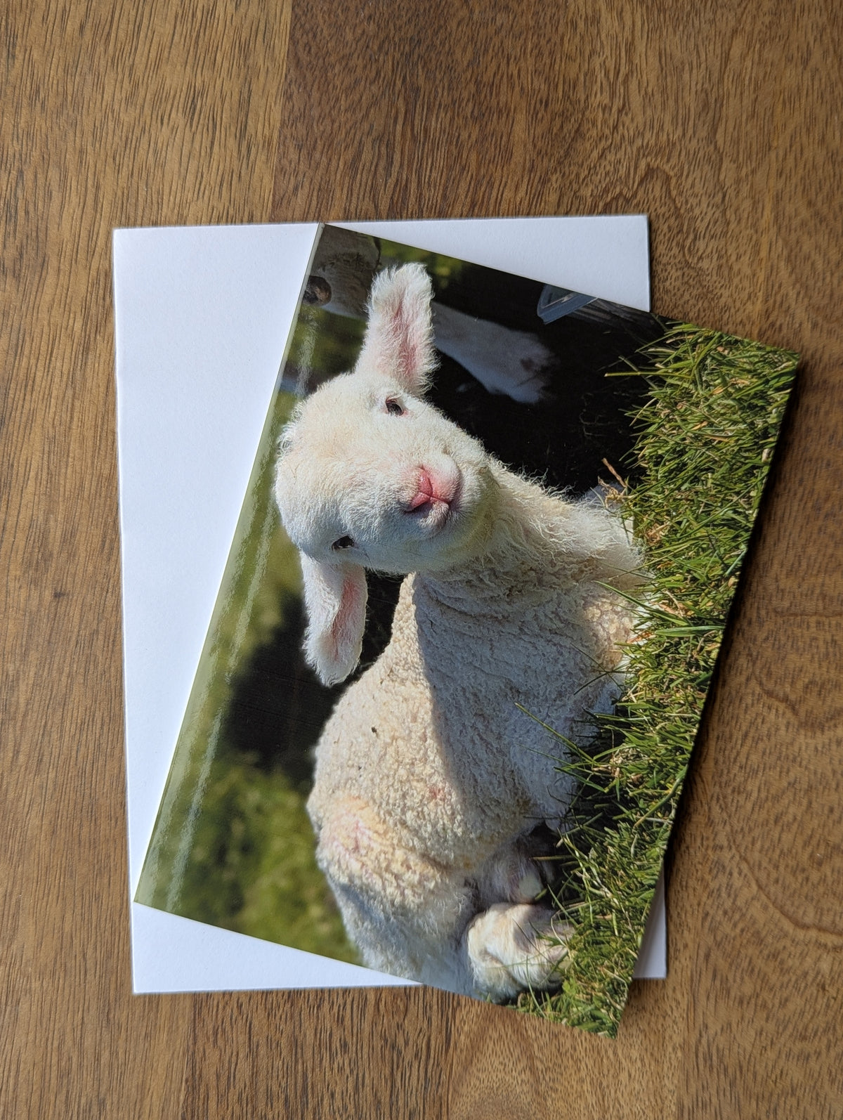 Printed Sheep Card