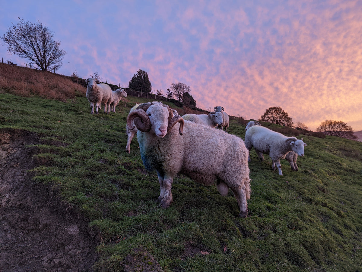 Rare breed Whitefaced Woodland sheep and ram, handmade sheep products from Yorkshire