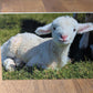 Printed Sheep Card