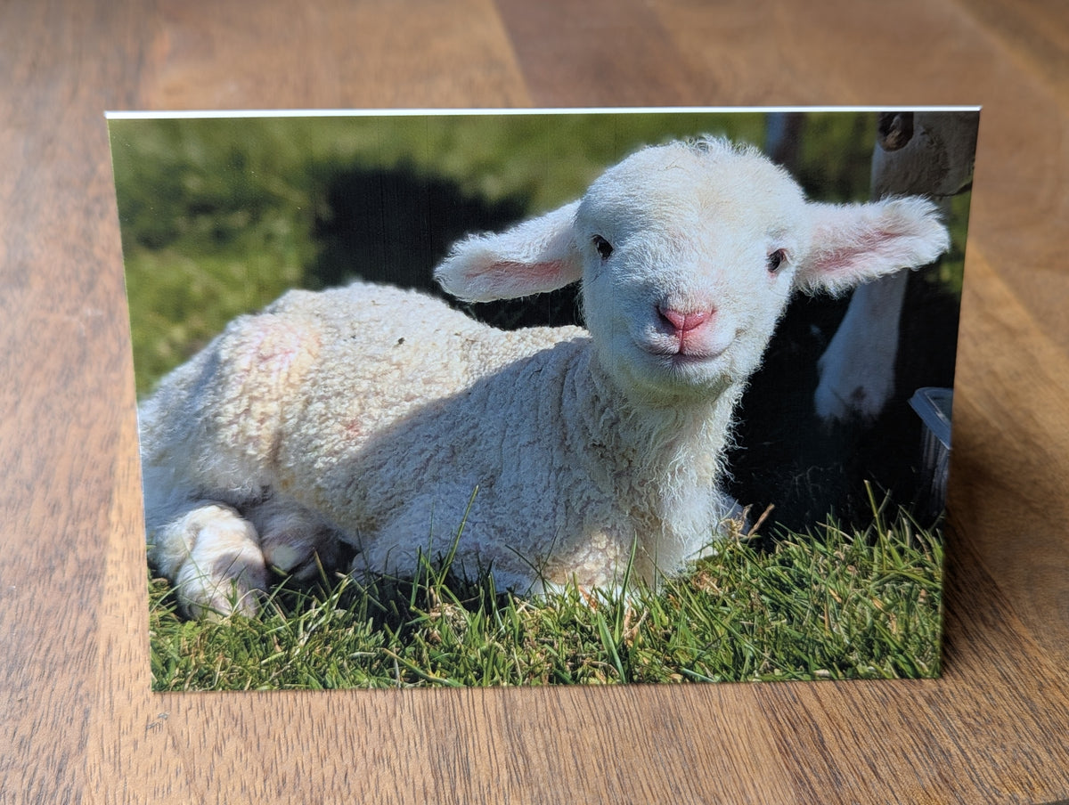 Printed Sheep Card