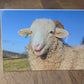 Printed Sheep Card