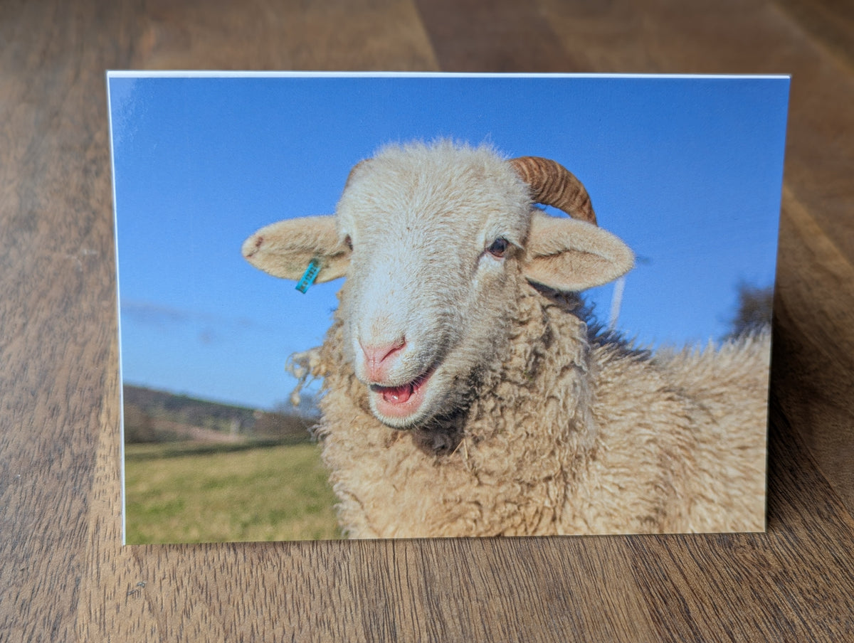 Printed Sheep Card