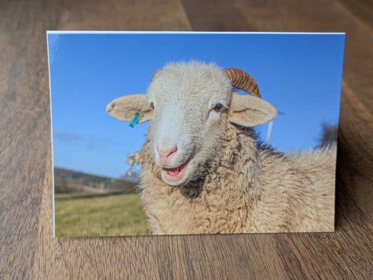 Printed Sheep Card