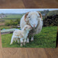 Printed Sheep Card