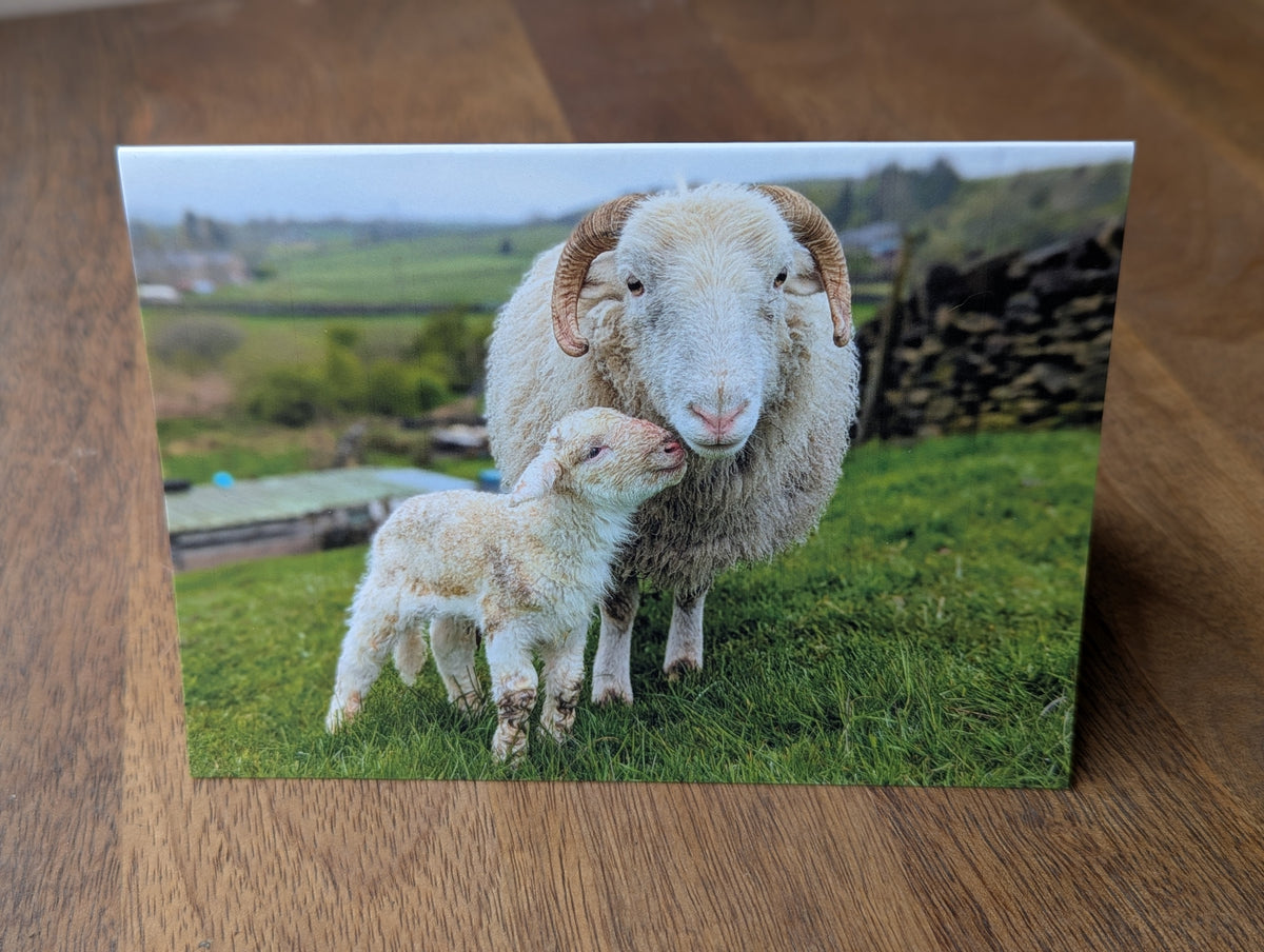 Printed Sheep Card