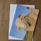 Printed Sheep Card